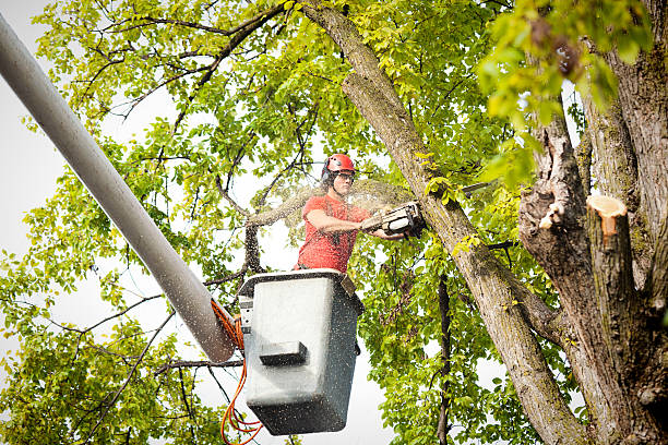 Best Hazardous Tree Removal  in Grand Prairie, TX